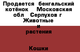 Продается  бенгальский котёнок  - Московская обл., Серпухов г. Животные и растения » Кошки   